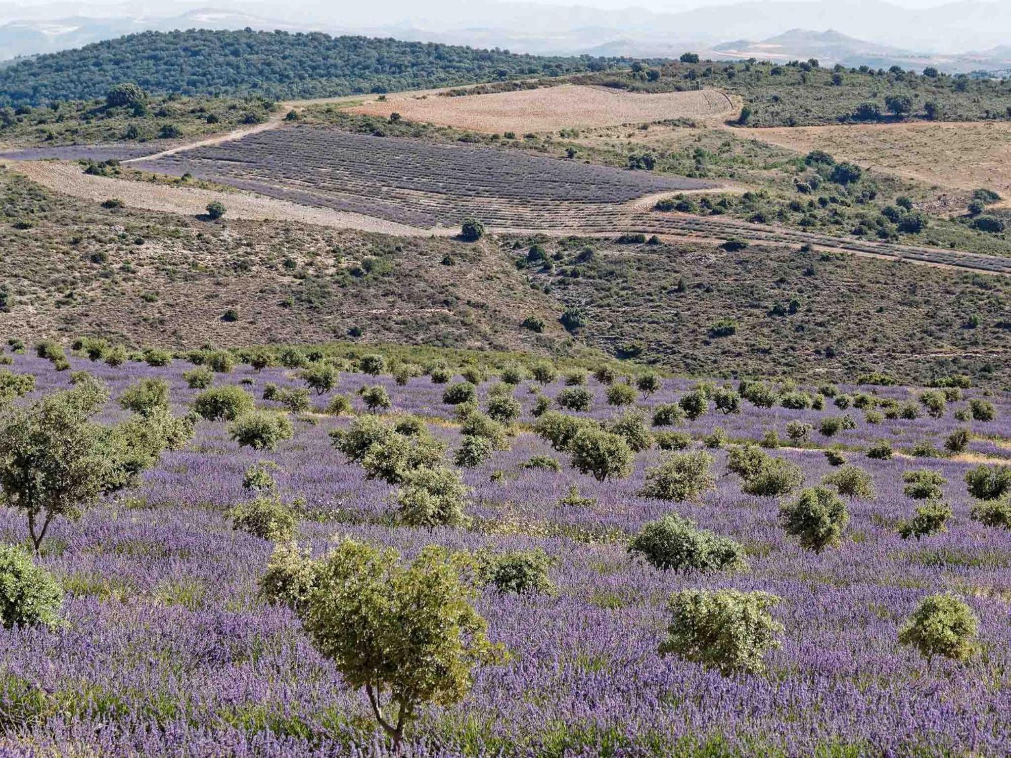 Las Abadias Сан-Фелисес Экстерьер фото